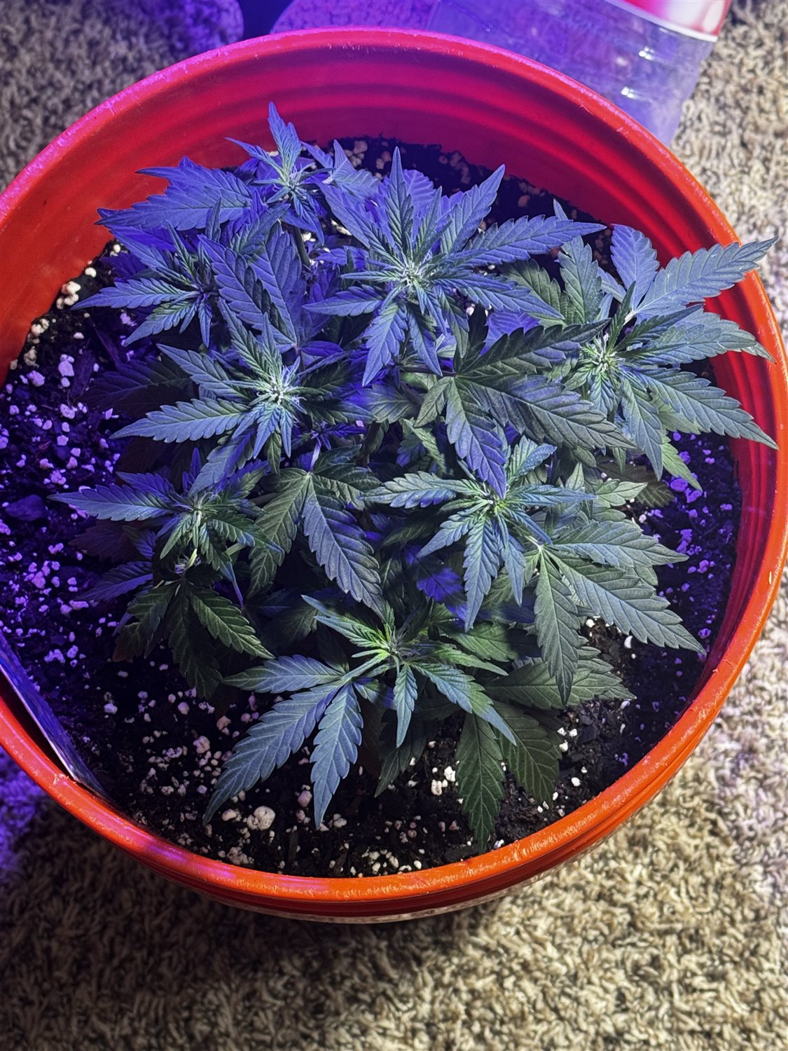 Featured Plant Image