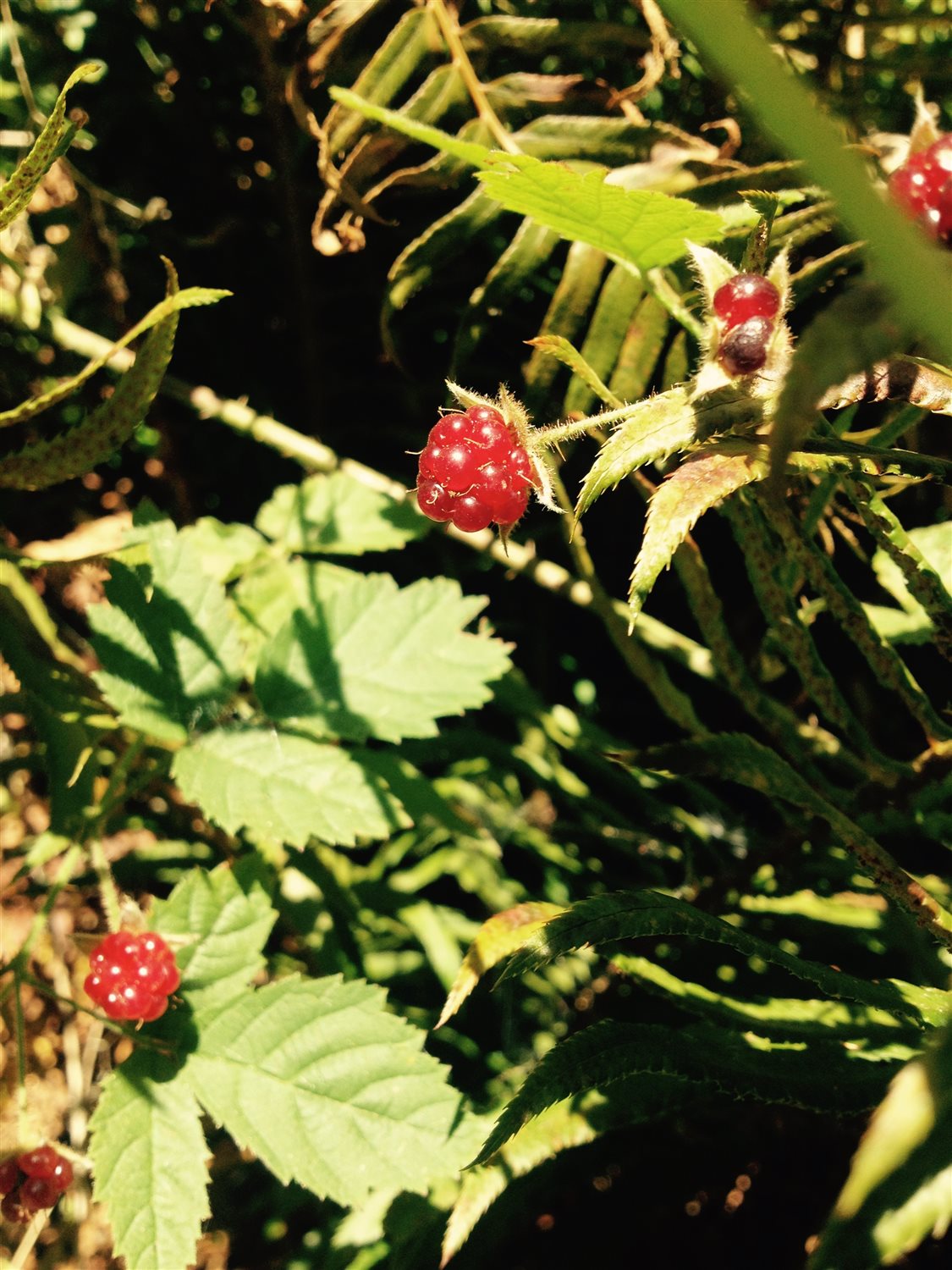 Featured Plant Image