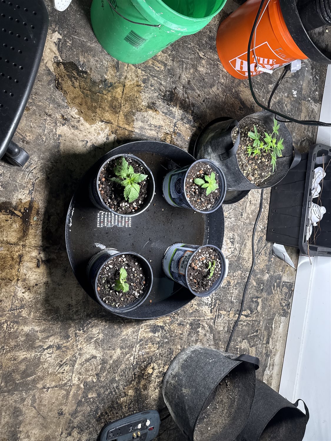 Featured Plant Image