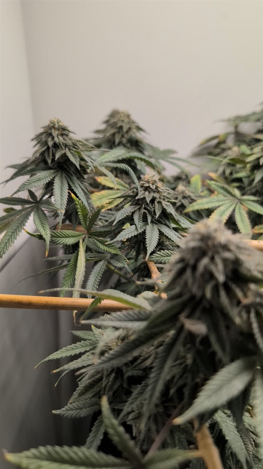 Gorilla Goo plant photo