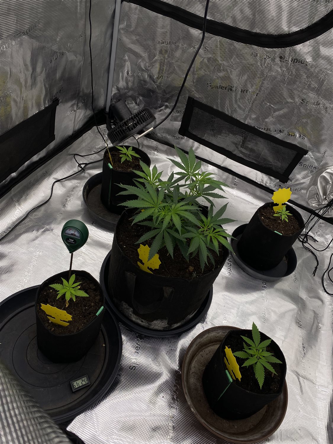 Featured Plant Image