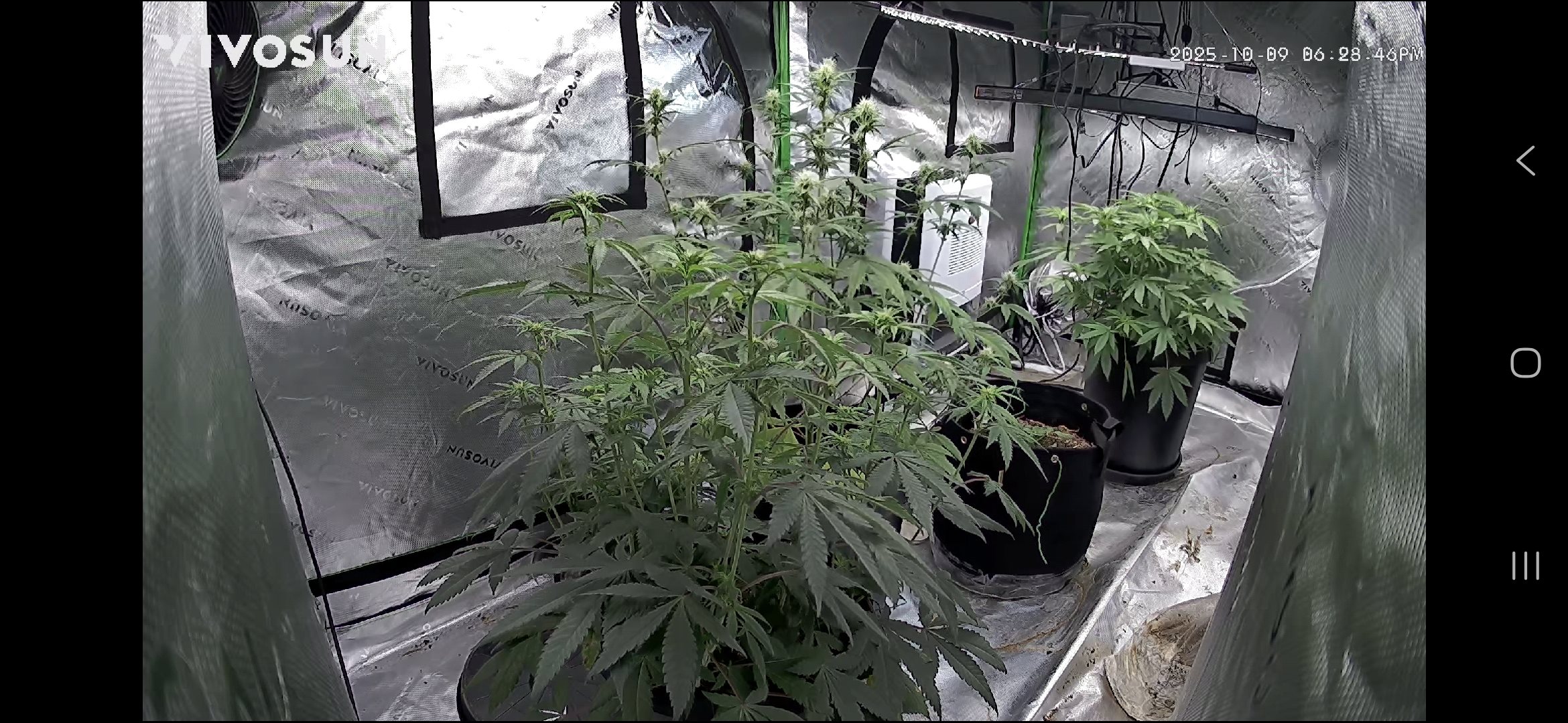 Featured Plant Image