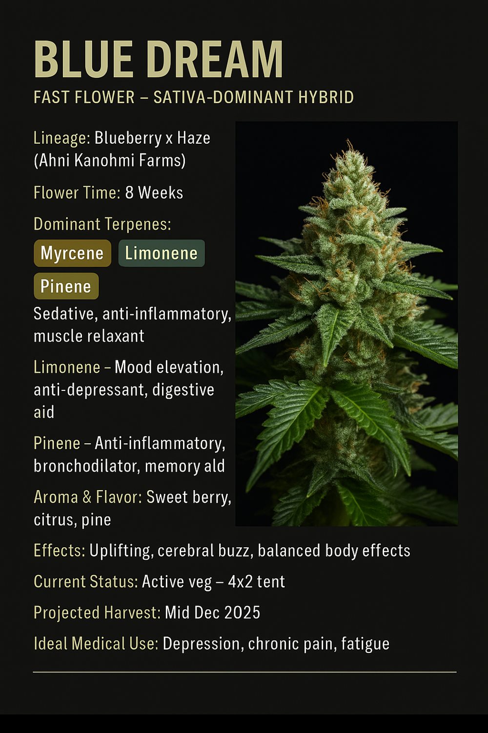 Featured Plant Image