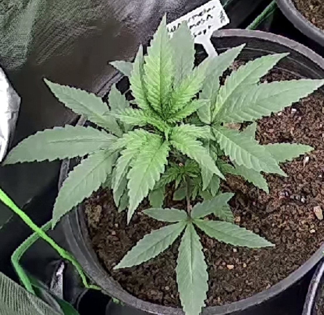 Featured Plant Image