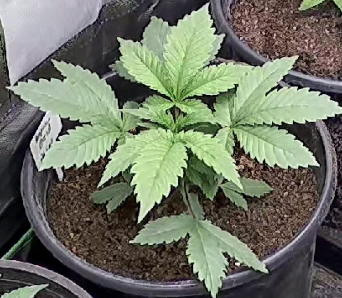 Featured Plant Image