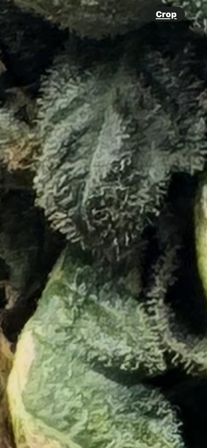 Featured Plant Image