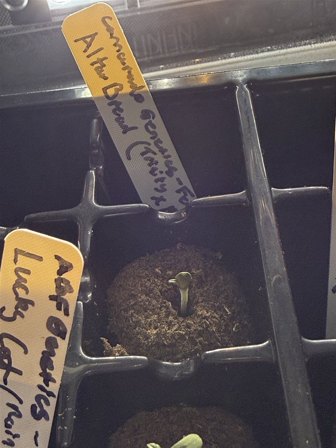 Featured Plant Image