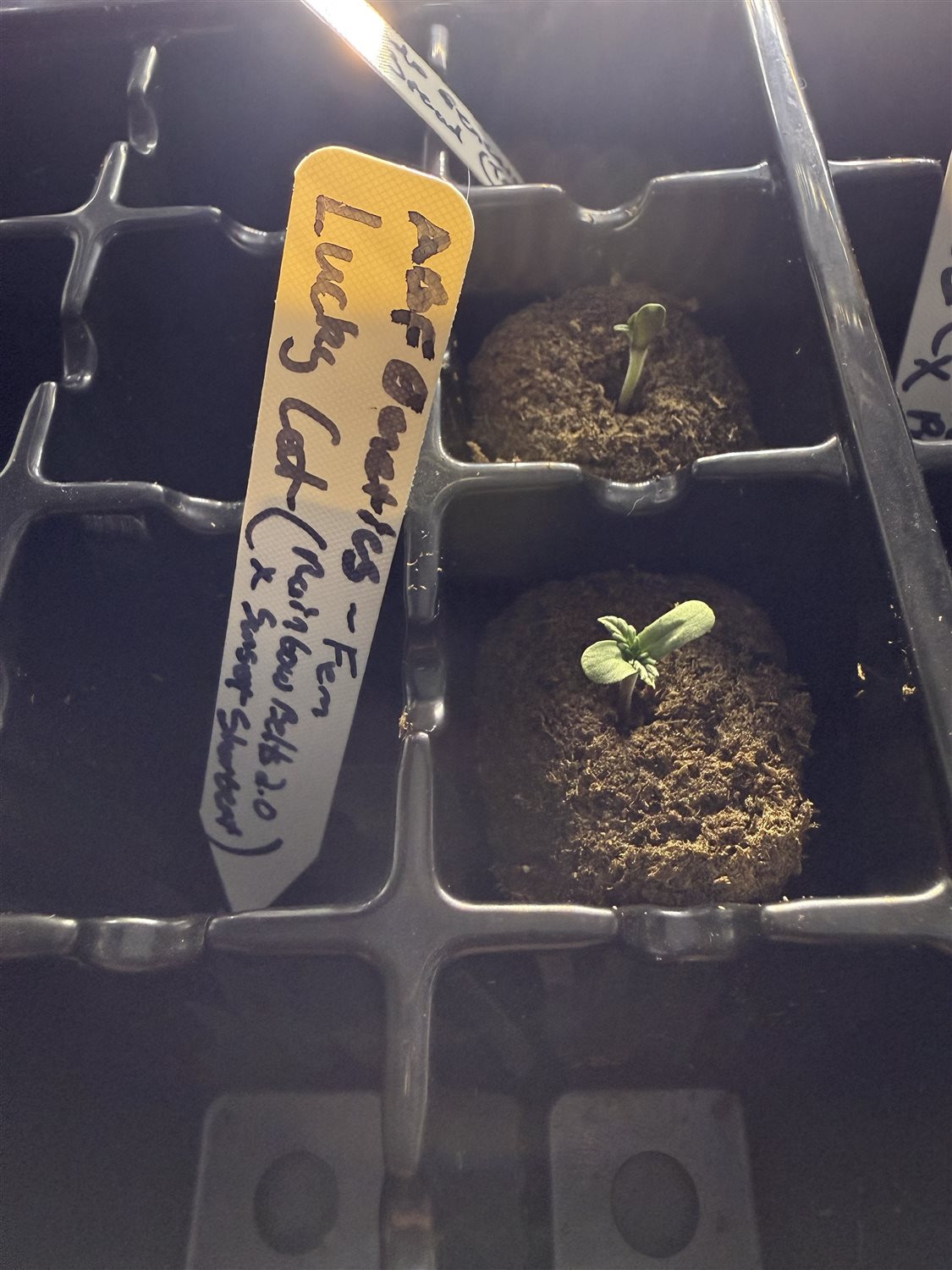 Featured Plant Image