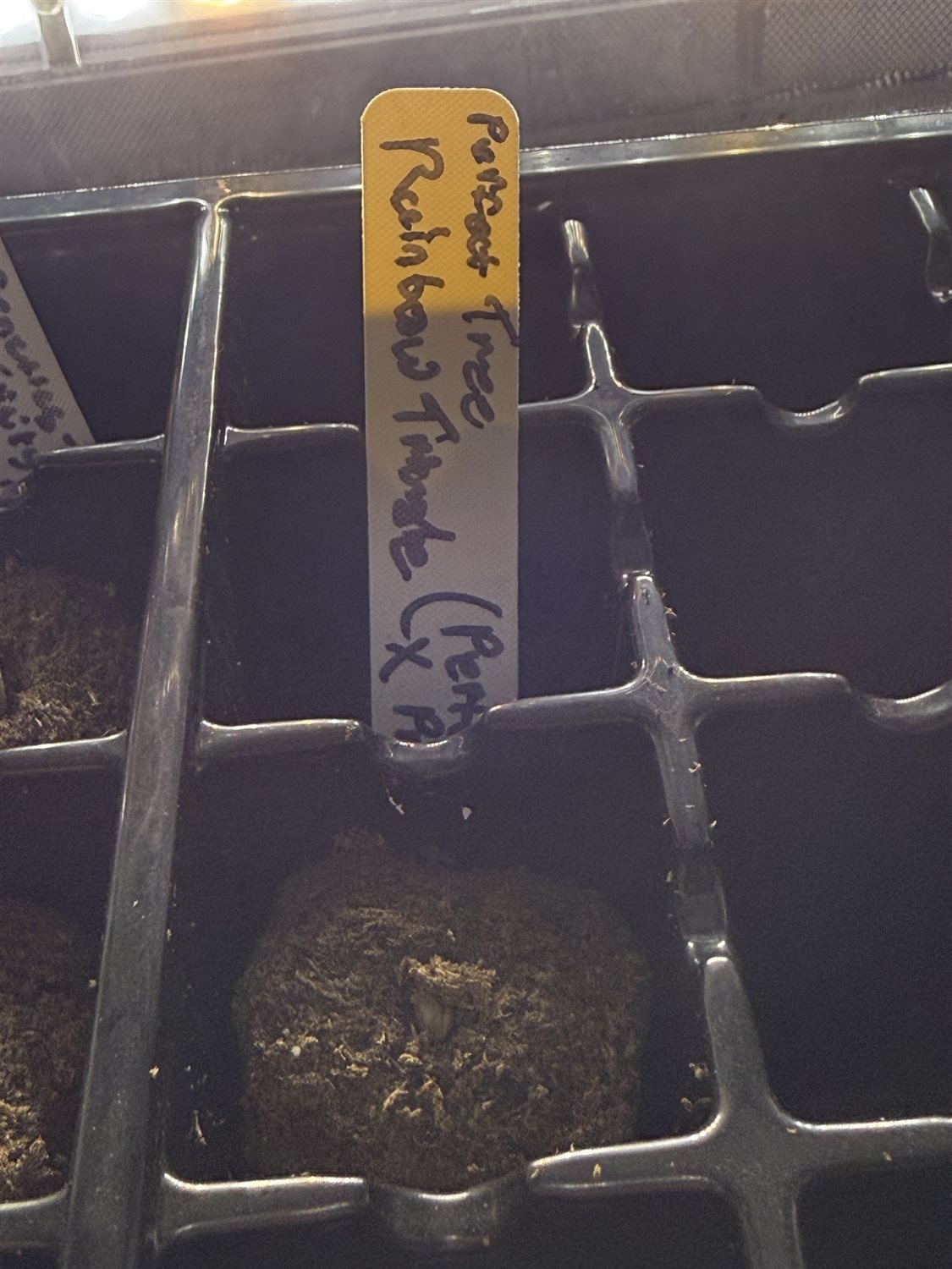 Featured Plant Image