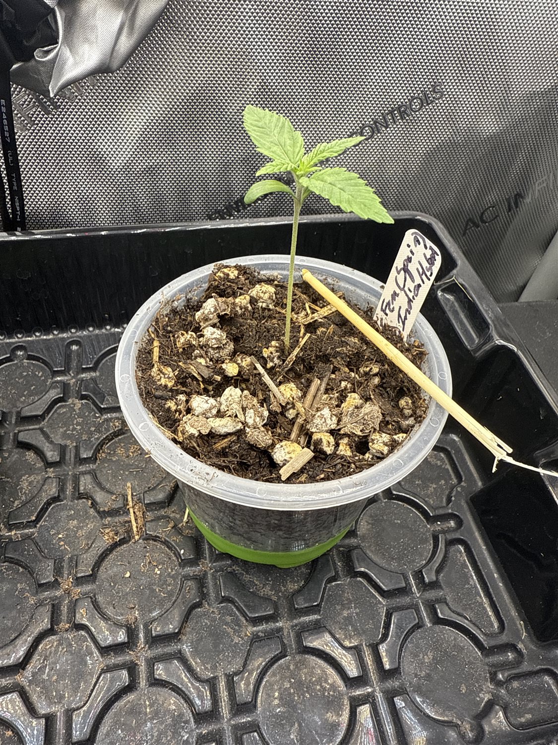 Featured Plant Image