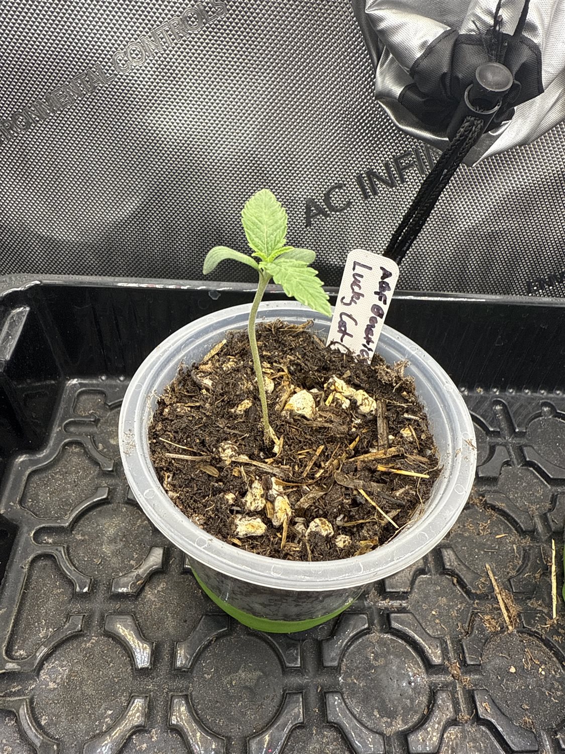 Featured Plant Image