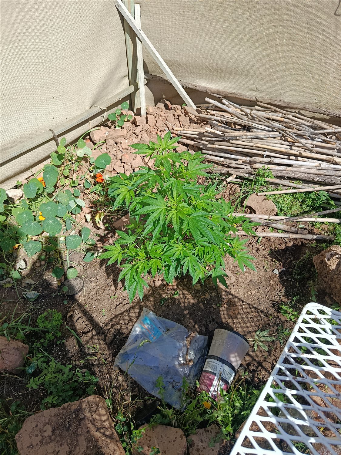 Featured Plant Image