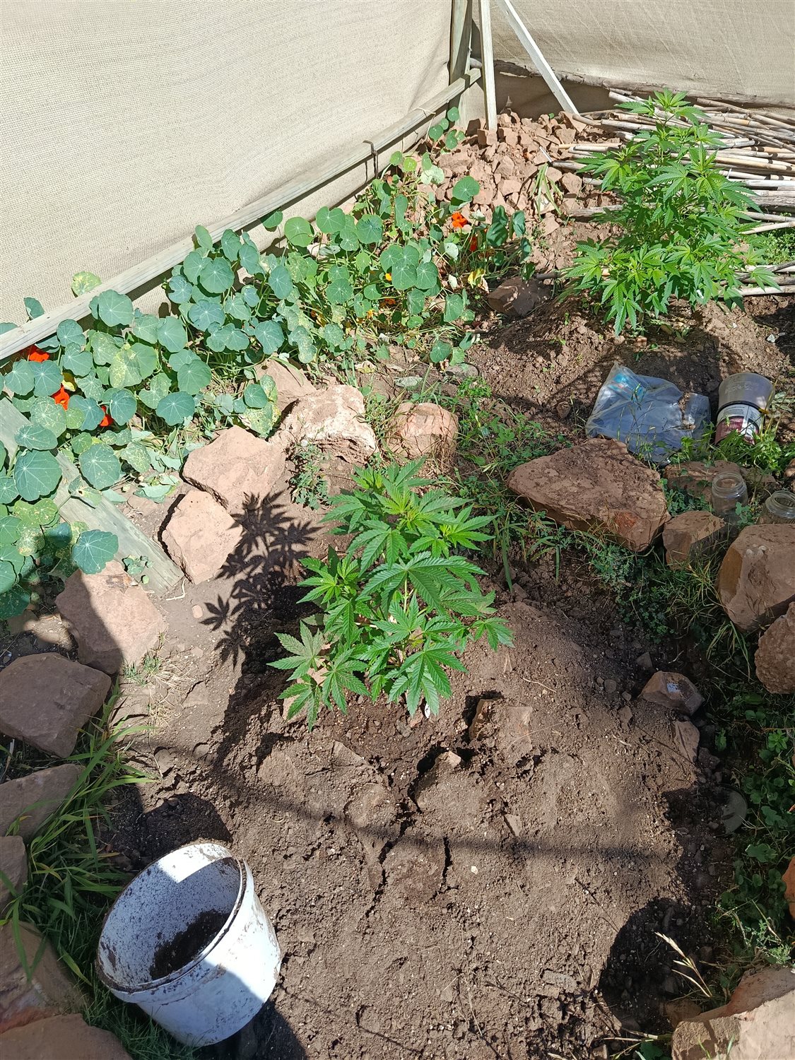 Featured Plant Image