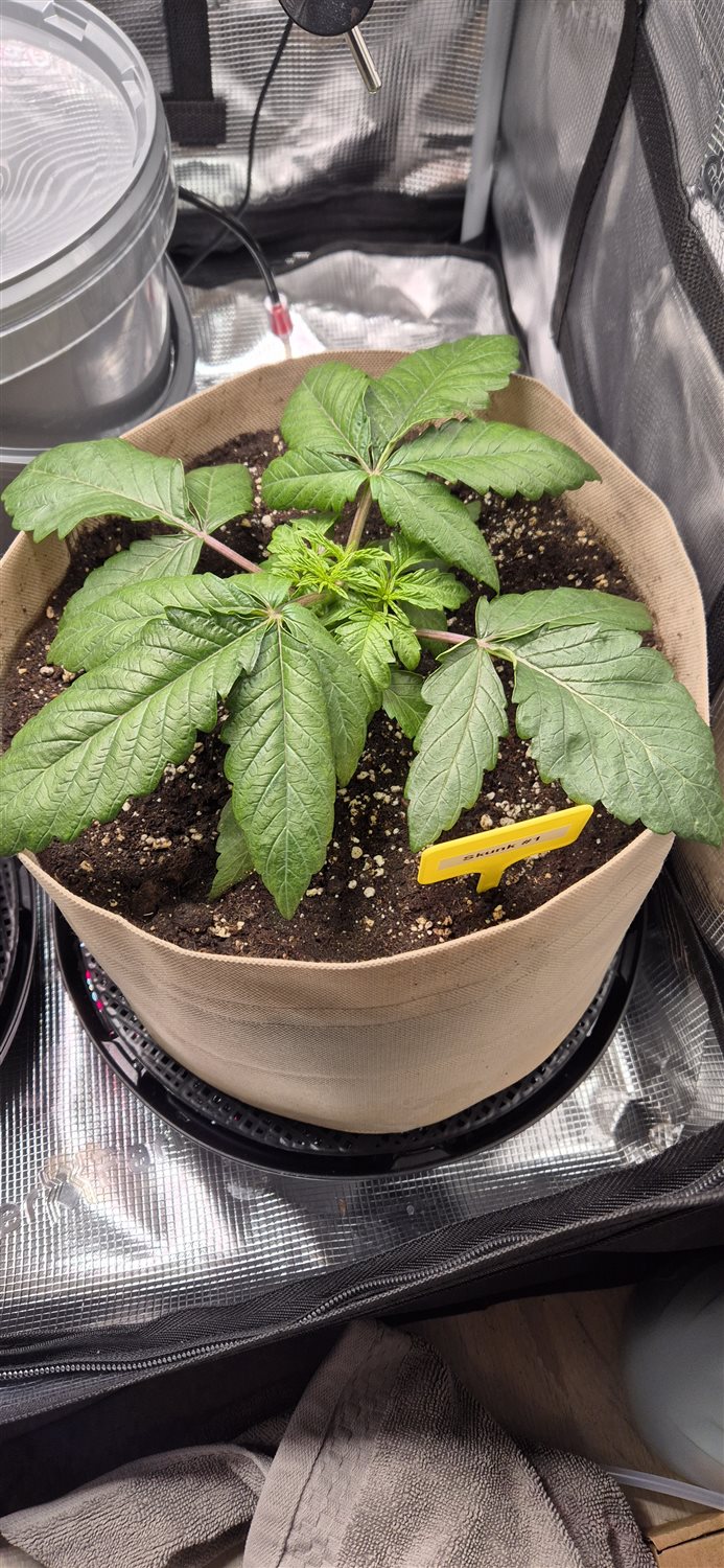 Featured Plant Image