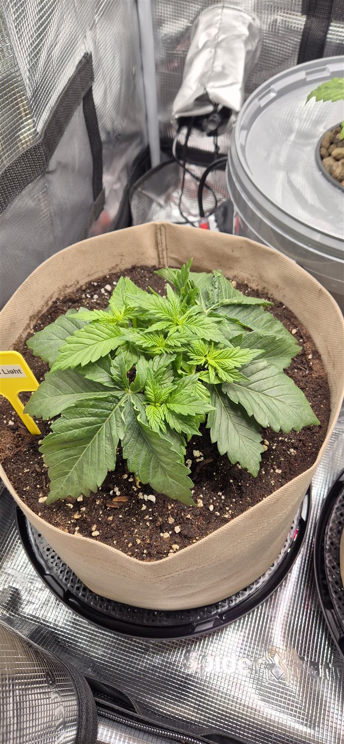 Featured Plant Image