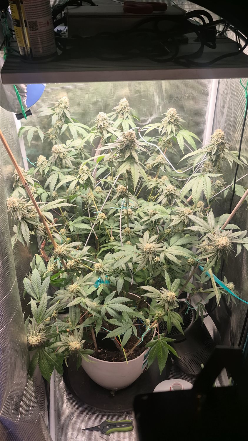 Featured Plant Image