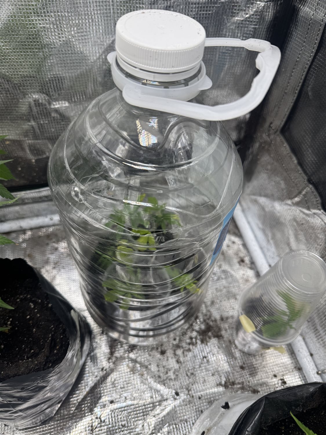 Featured Plant Image