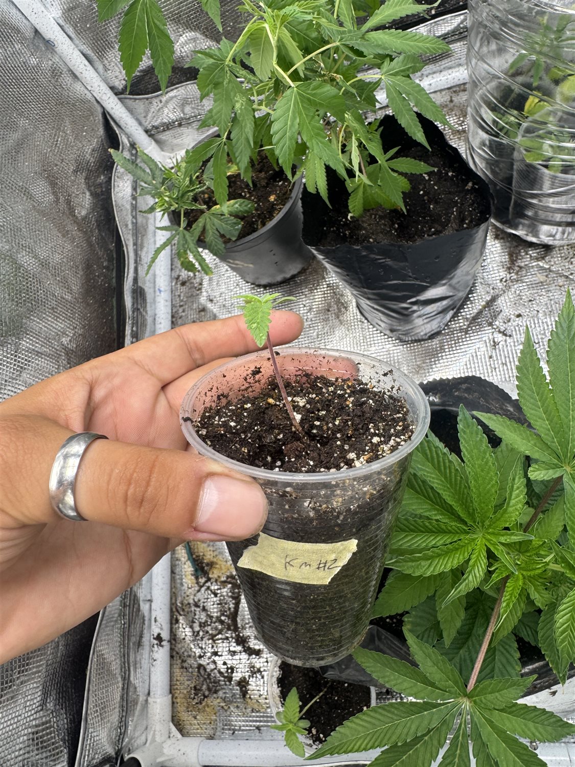 Featured Plant Image