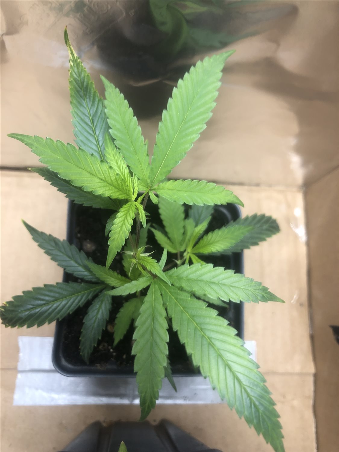 Featured Plant Image