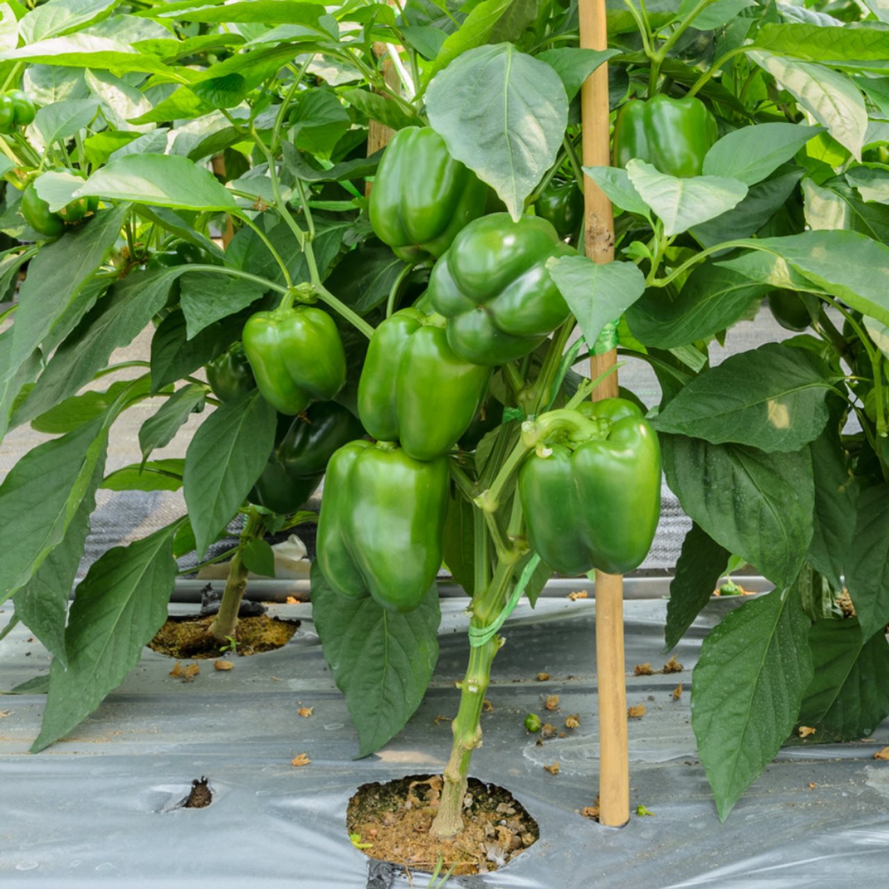 Featured Plant Image