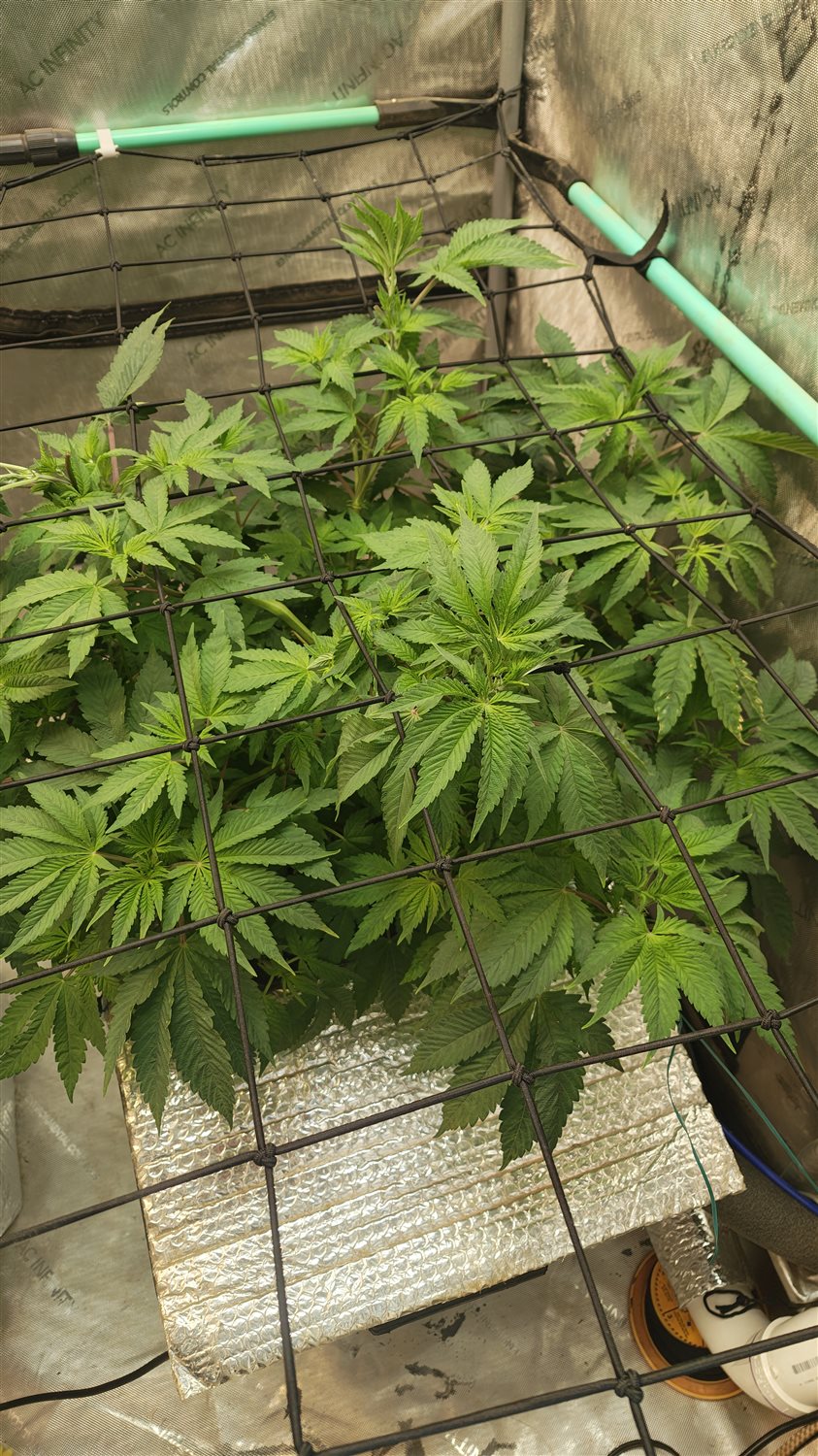 Featured Plant Image