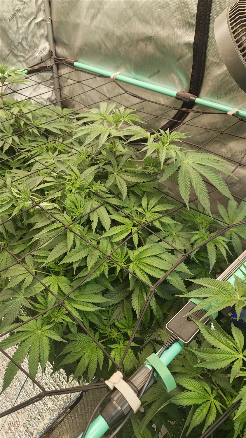 Featured Plant Image