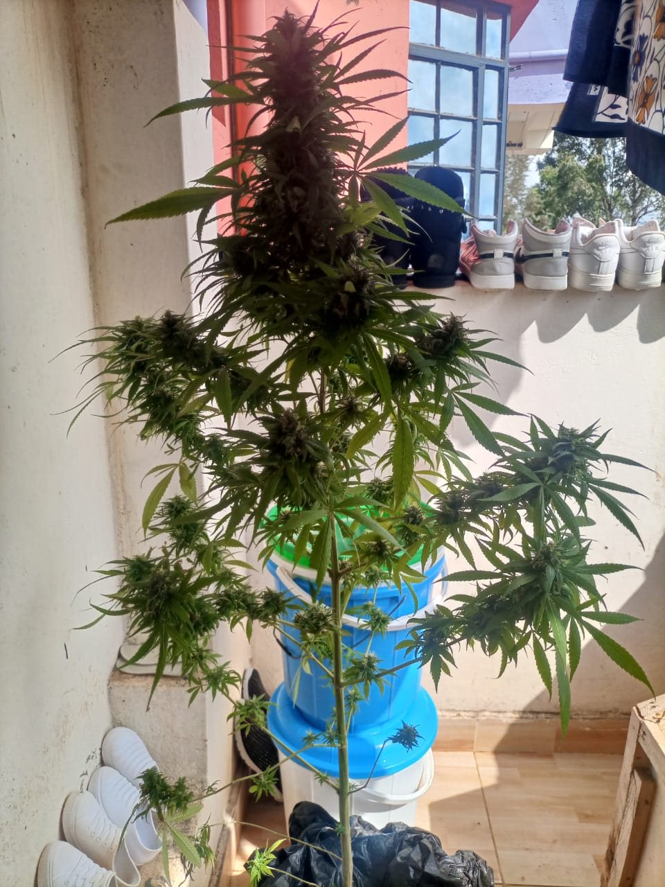 Featured Plant Image