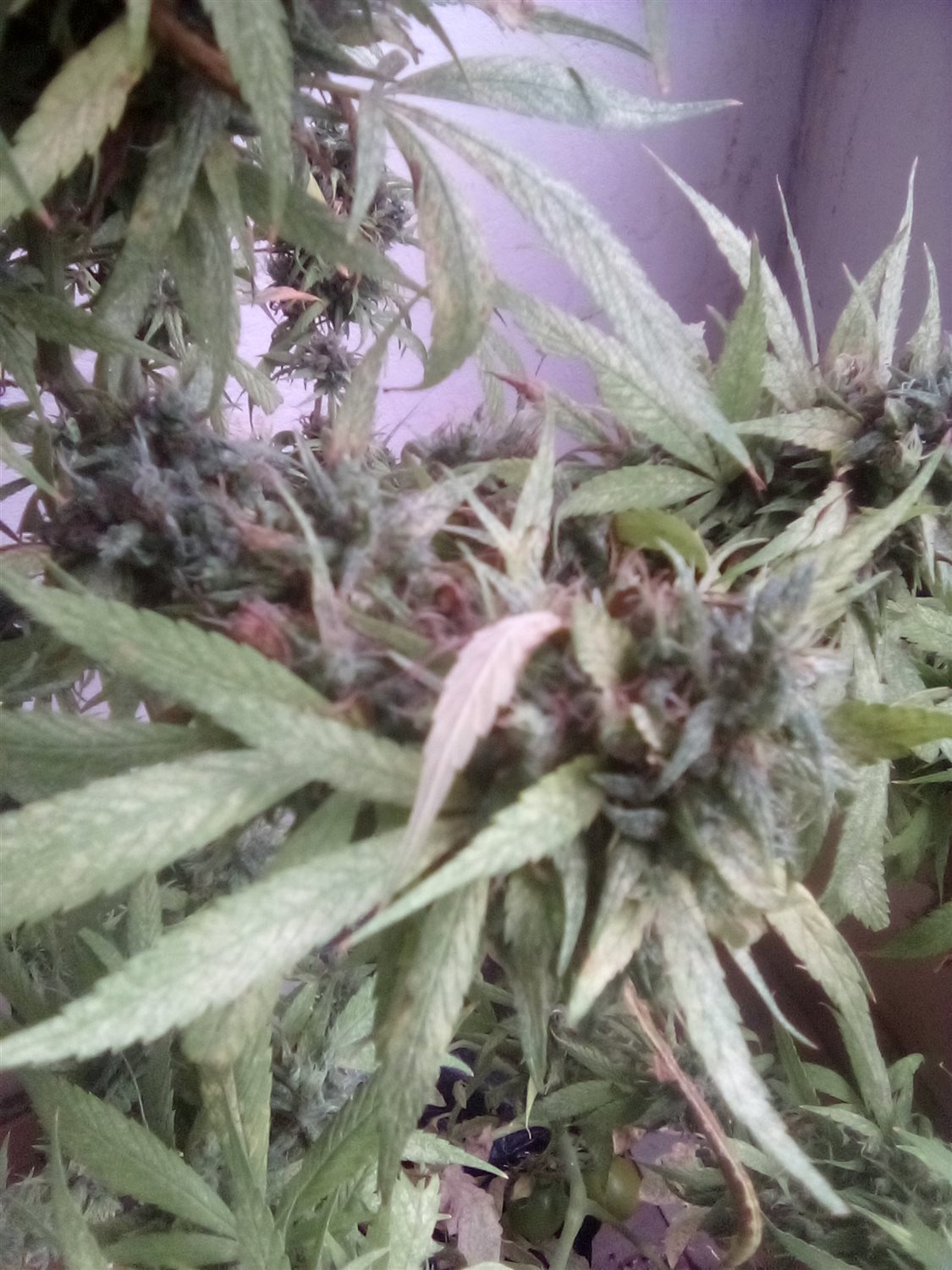 Featured Plant Image