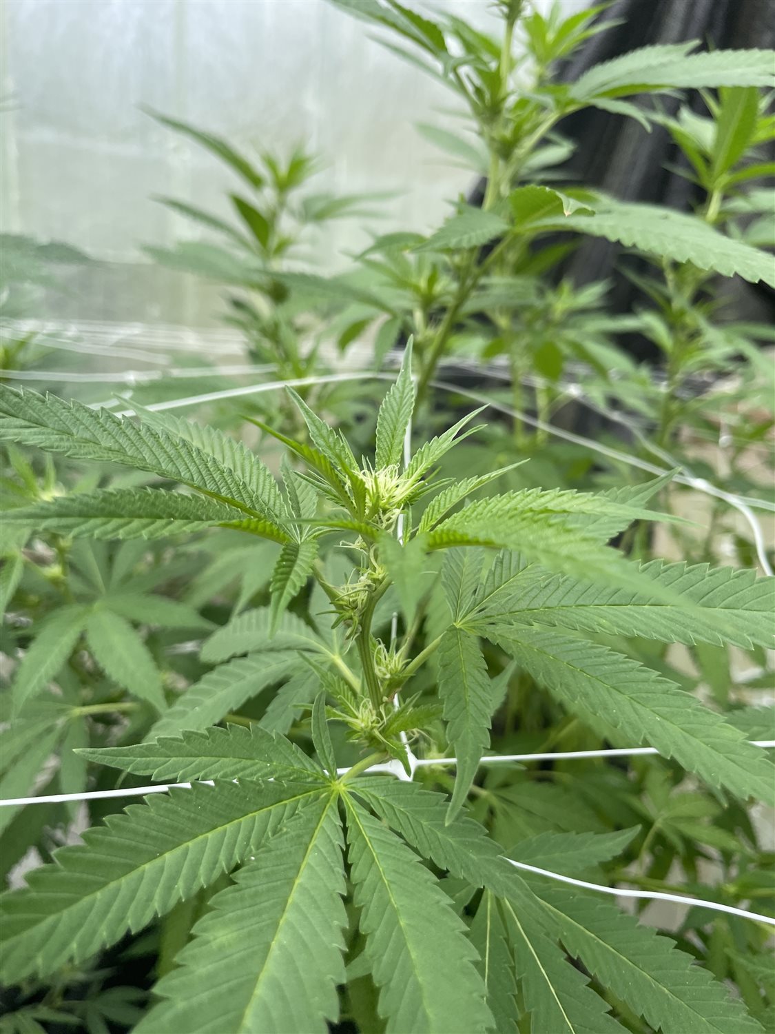 Featured Plant Image