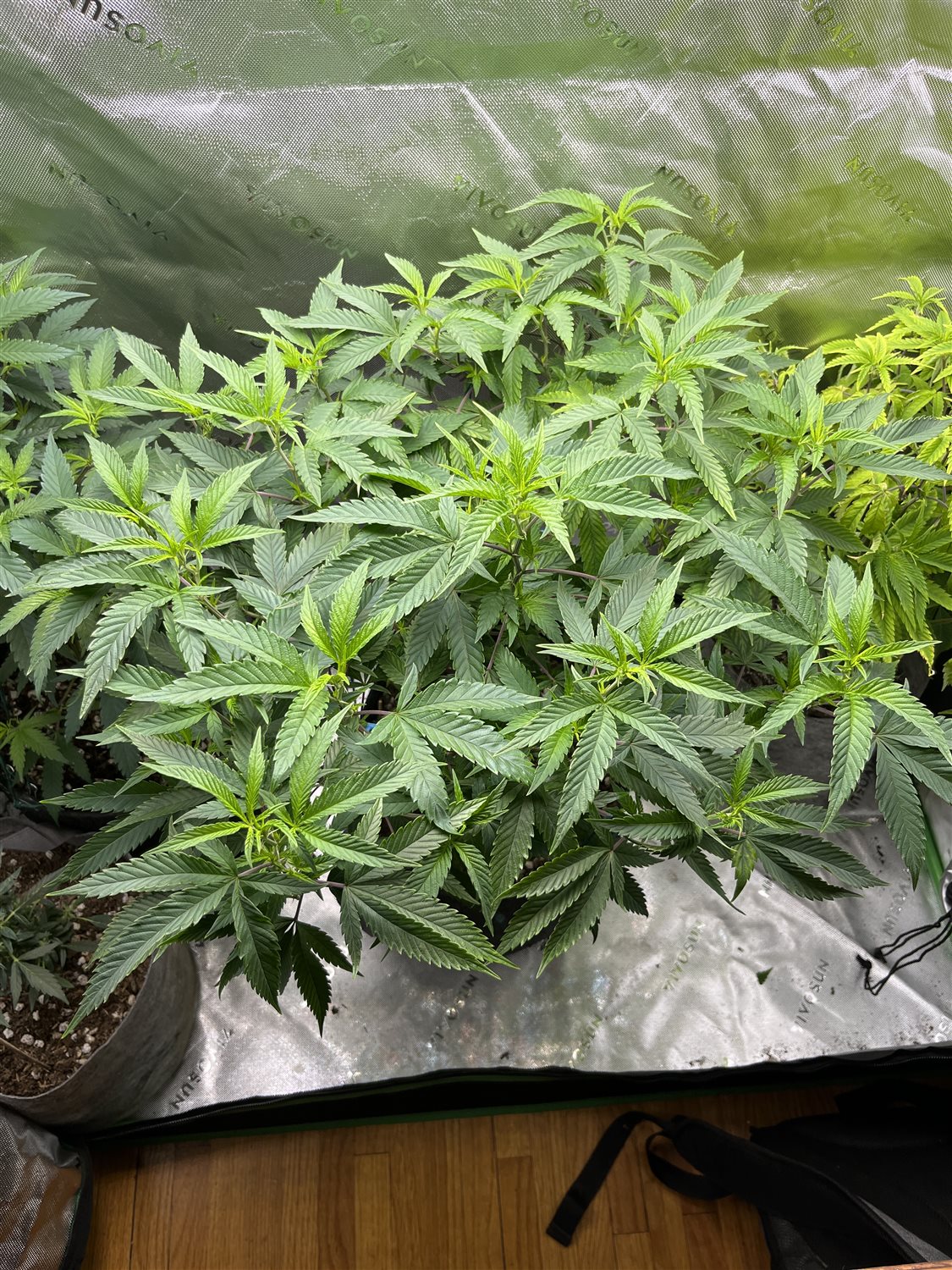 Featured Plant Image