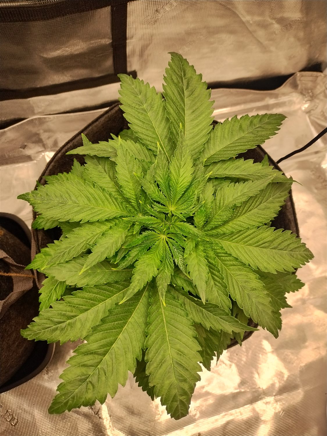 Featured Plant Image