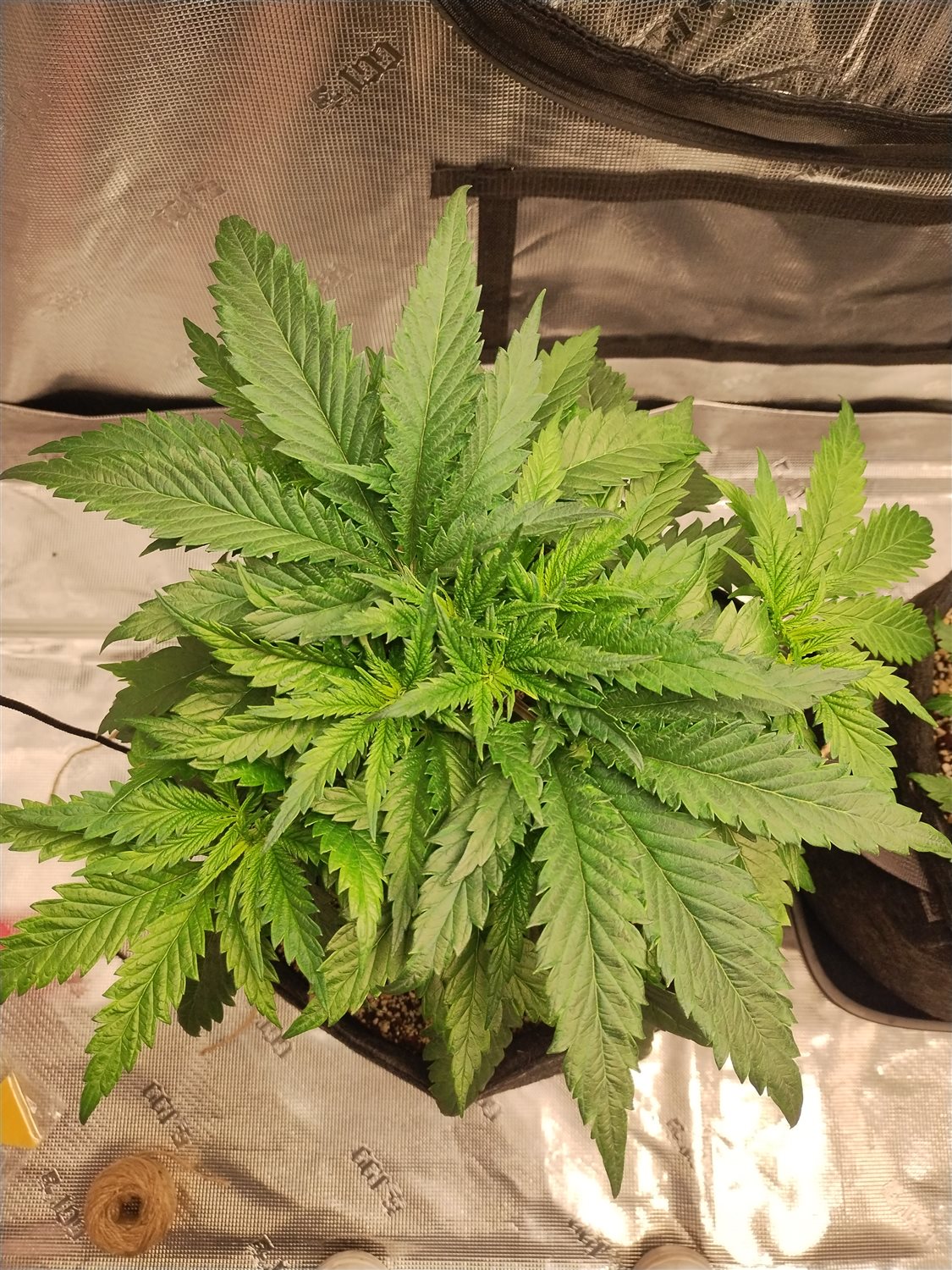 Featured Plant Image