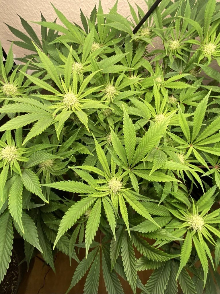 Featured Plant Image