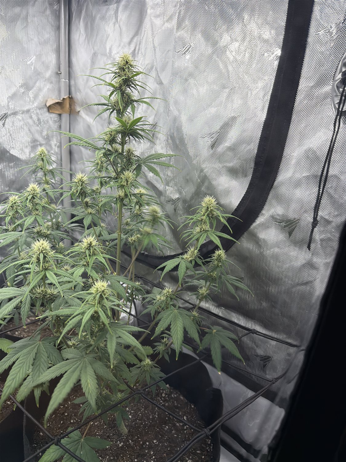 Featured Plant Image