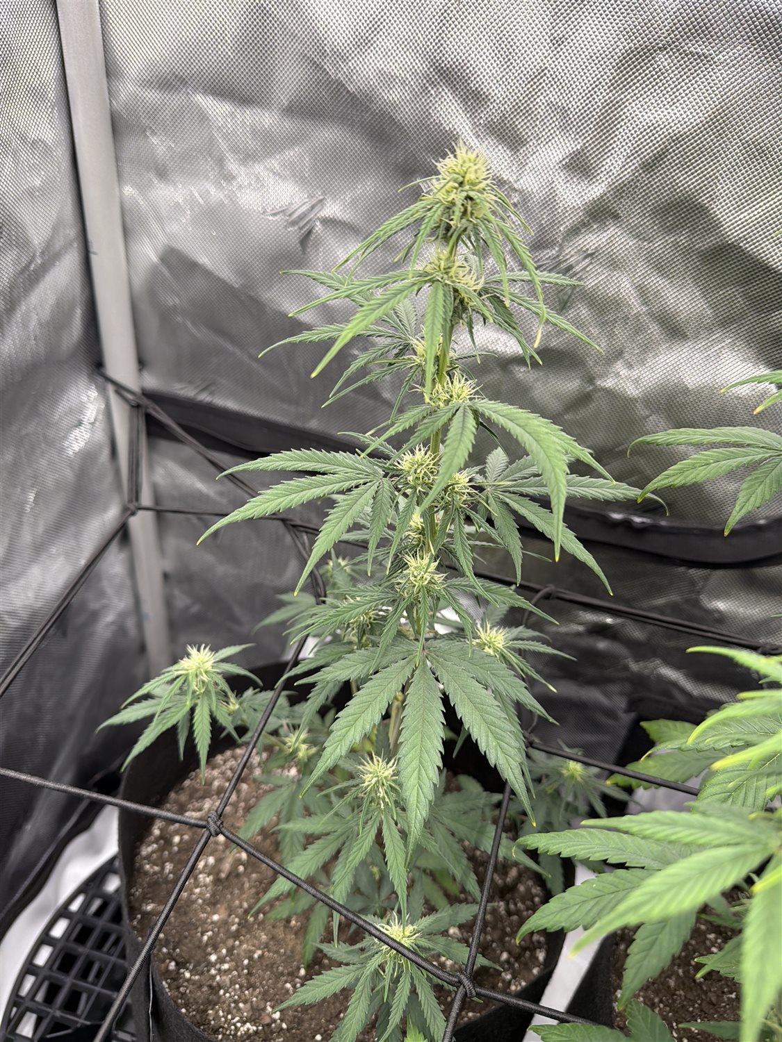 Featured Plant Image