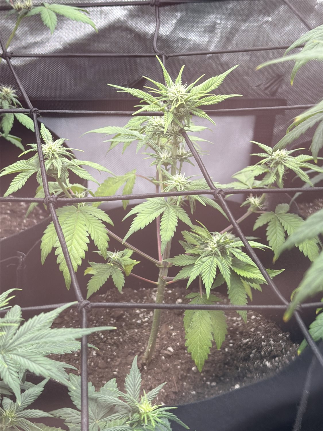 Featured Plant Image