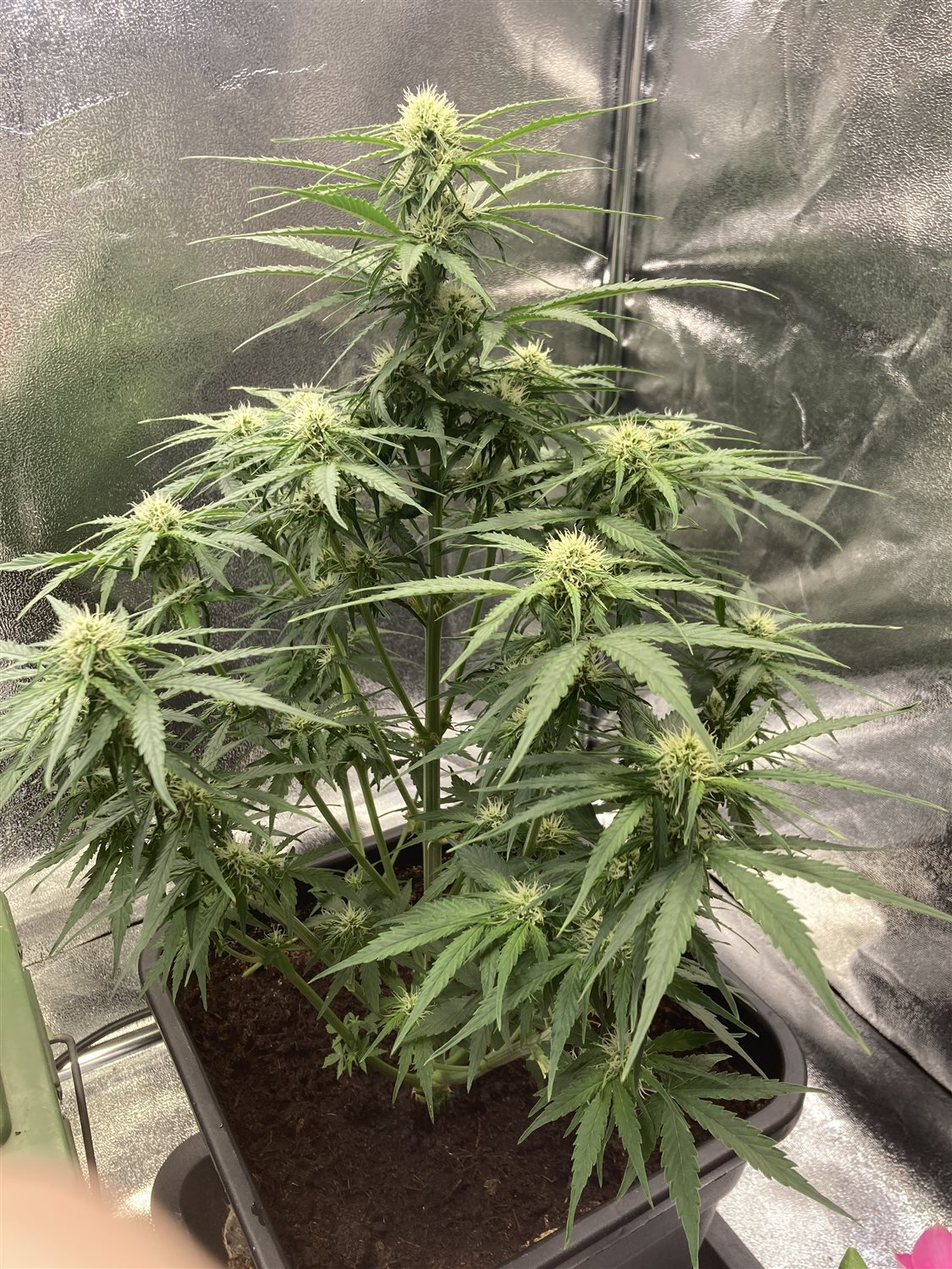 Featured Plant Image