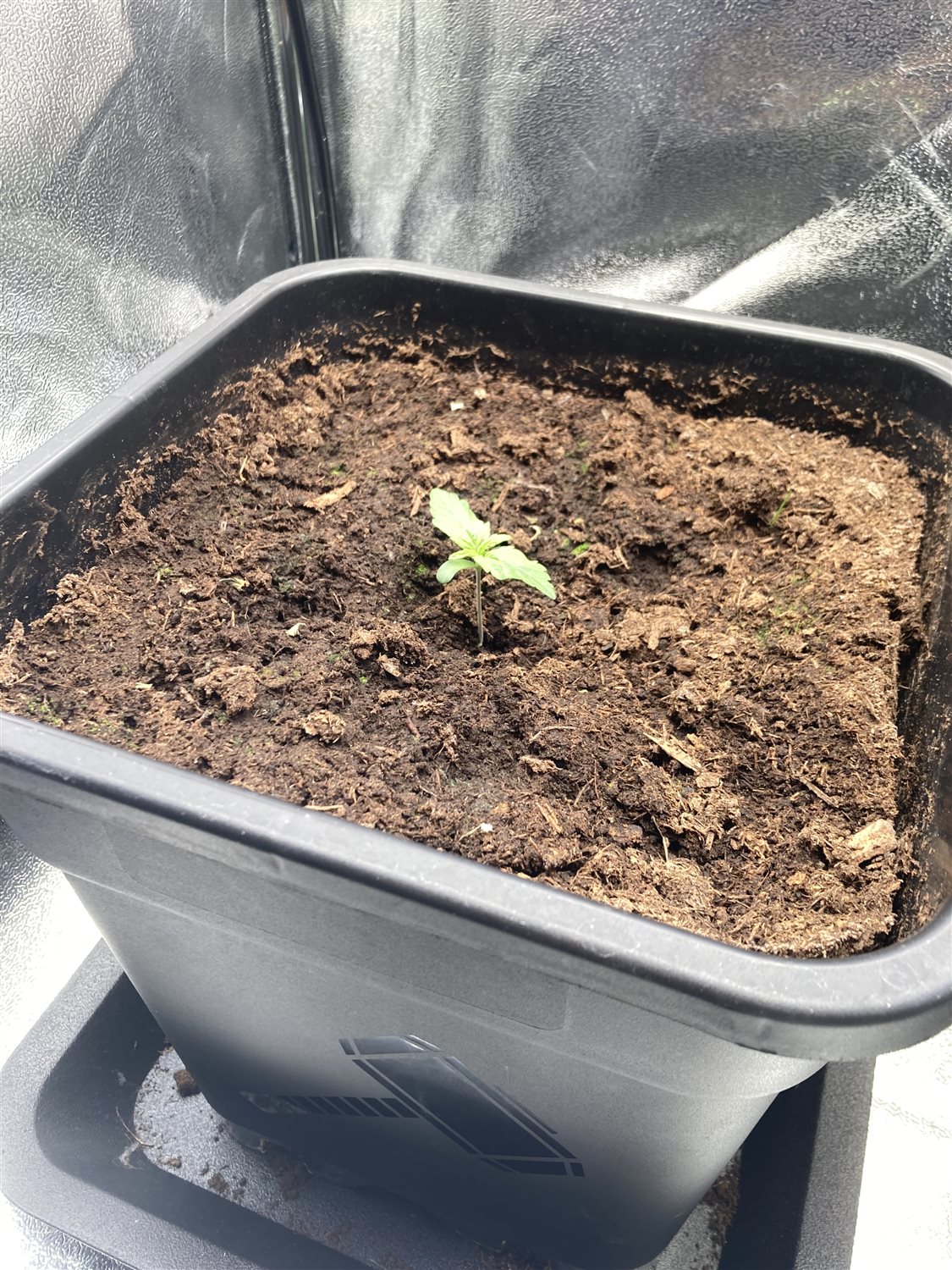 Featured Plant Image