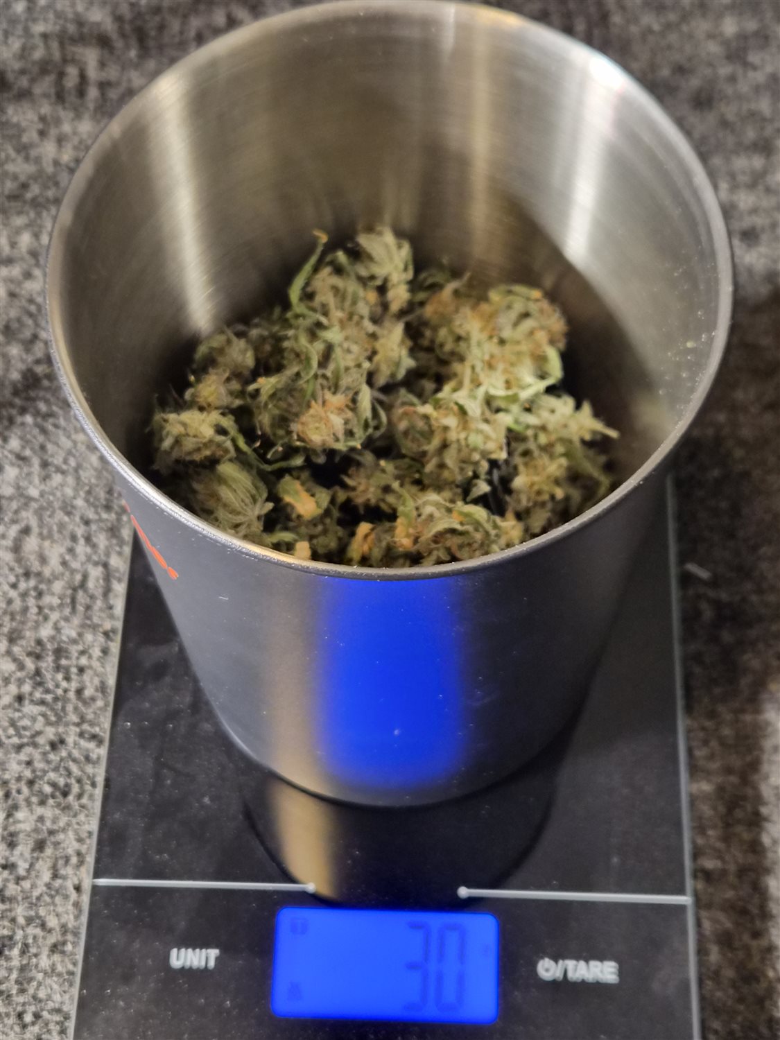 Featured Plant Image