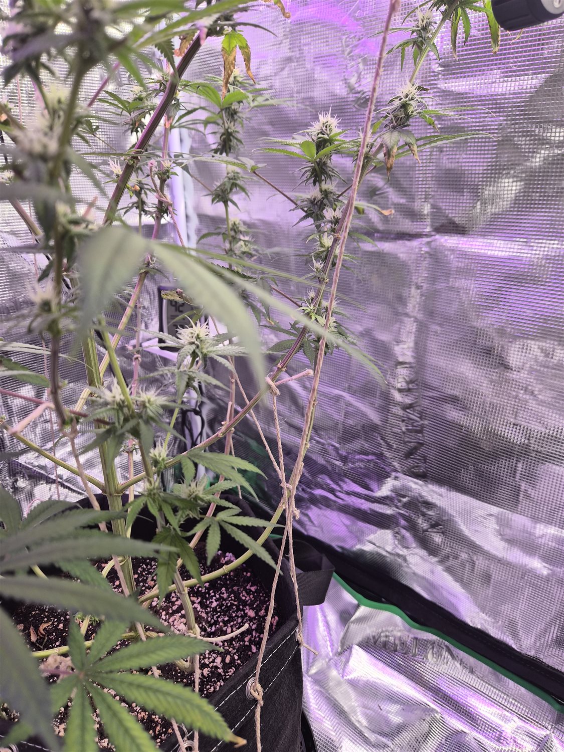 Featured Plant Image