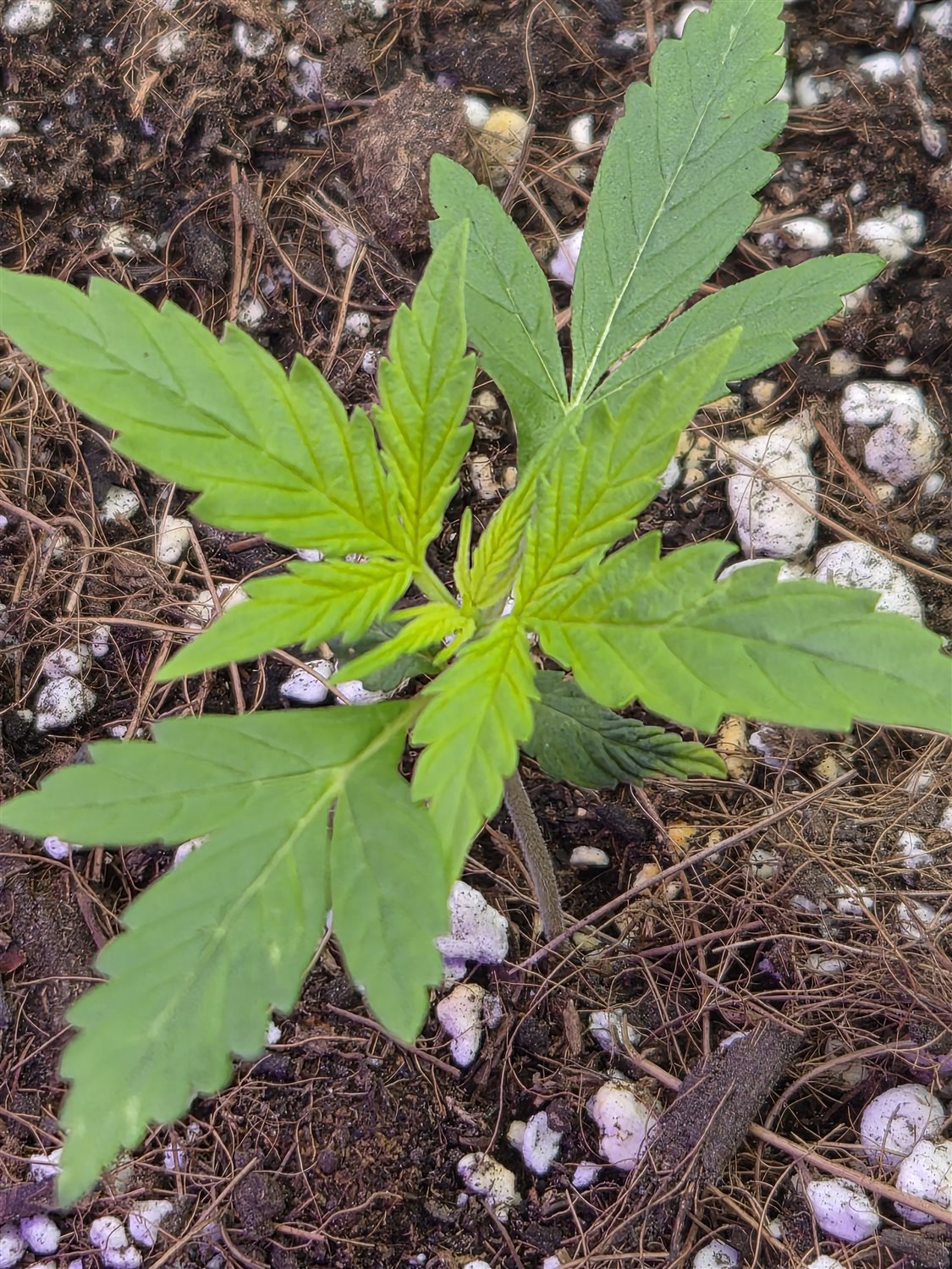 Featured Plant Image