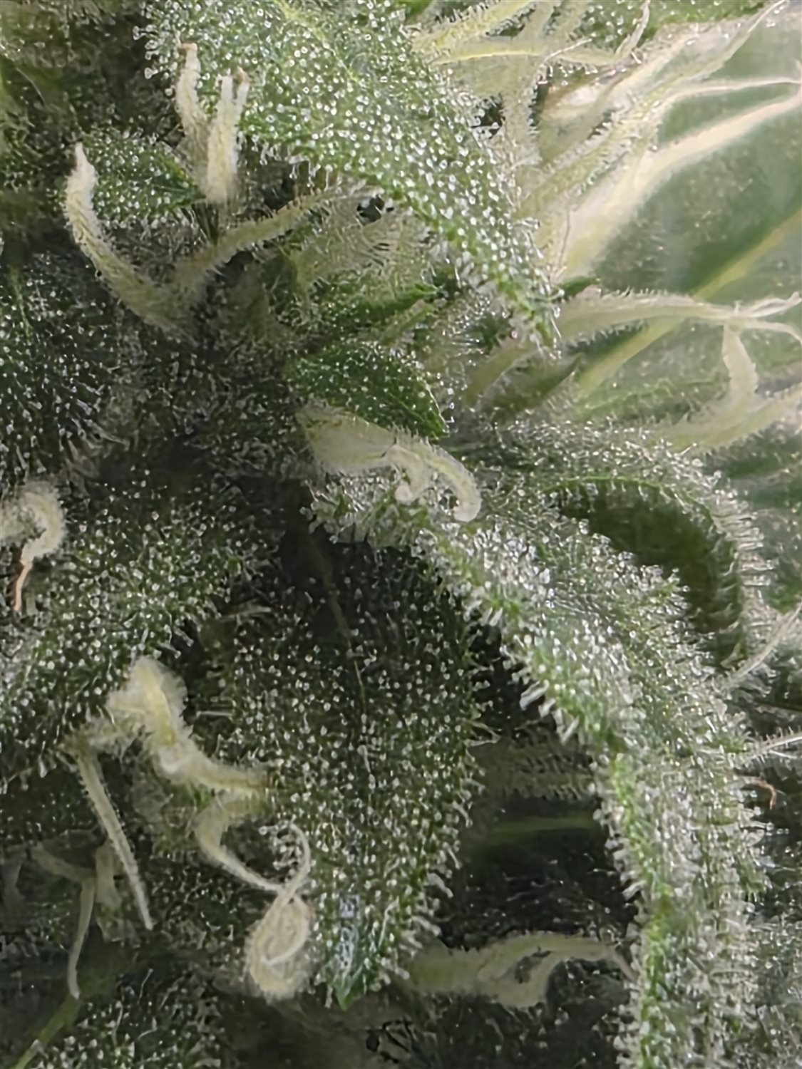 Featured Plant Image