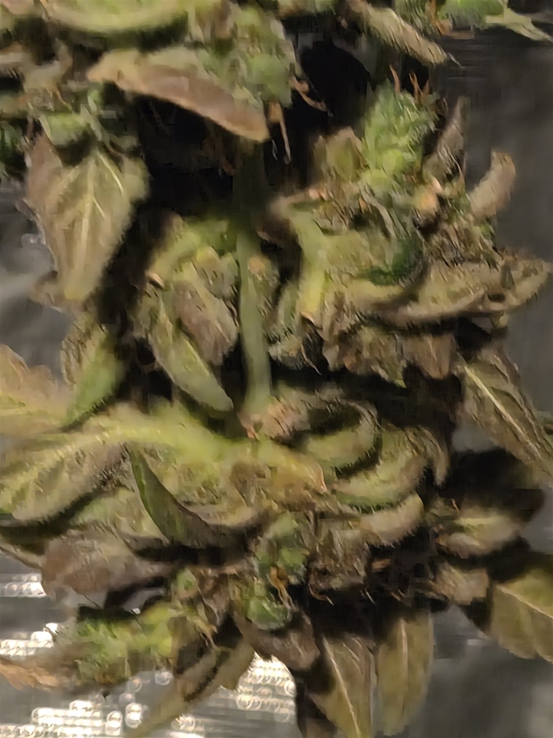 Royal gorilla auto  plant photo