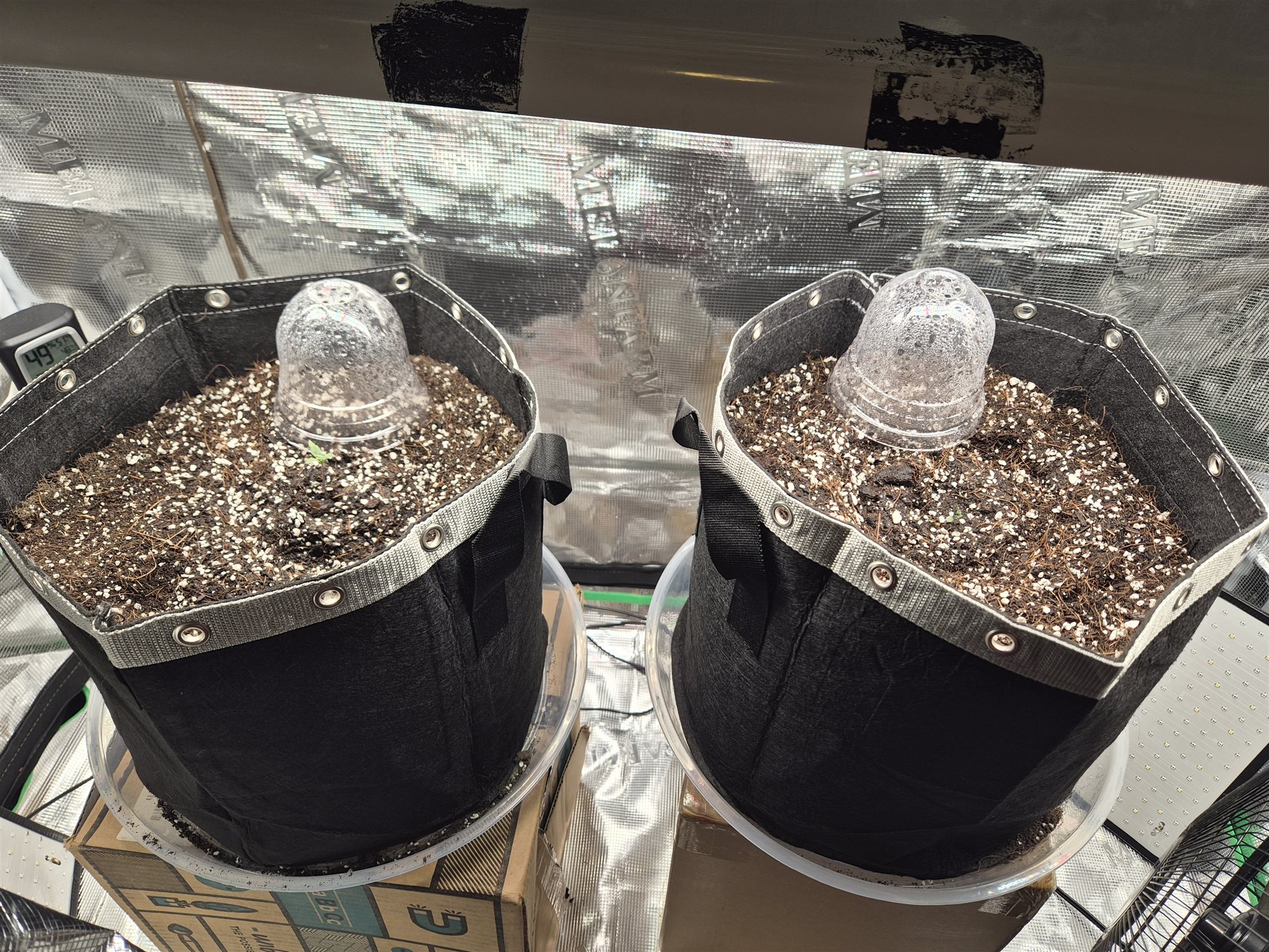 Sundae Driver plant image
