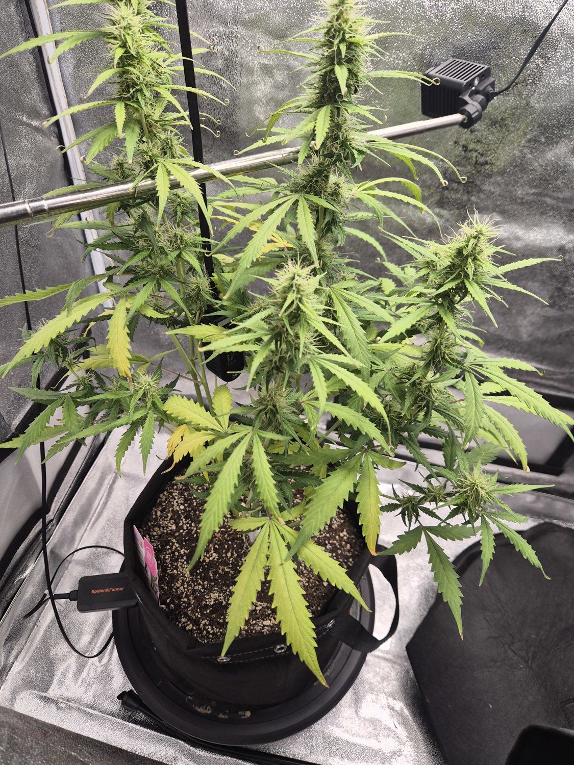 Sundae Driver plant image