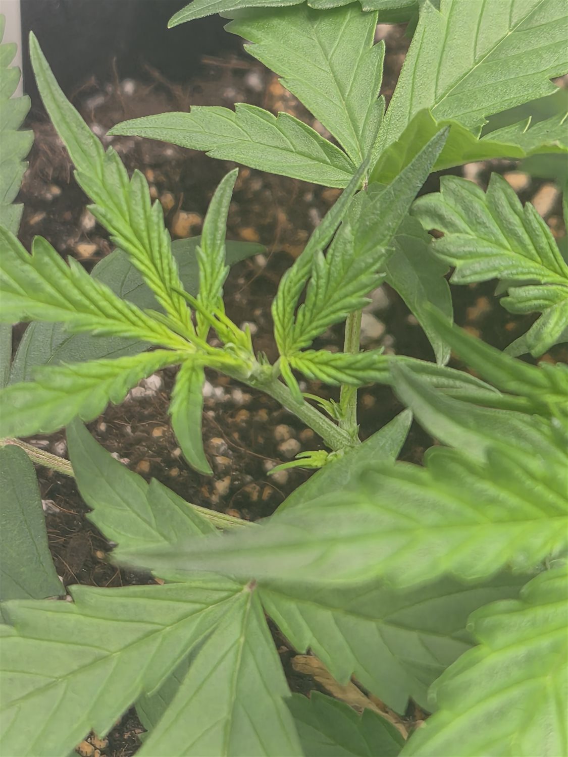 Sundae Driver plant photo