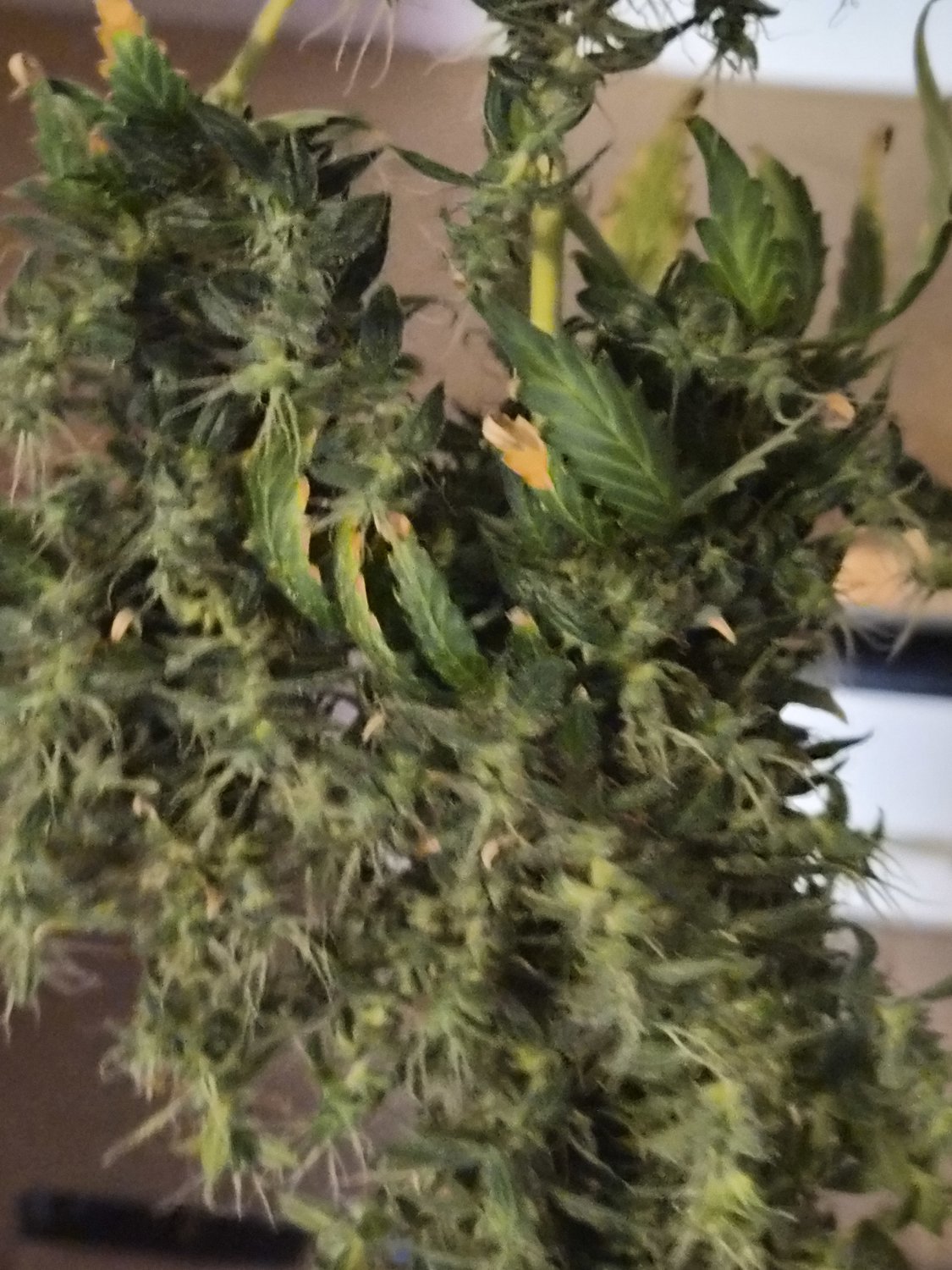 Sundae Driver plant image