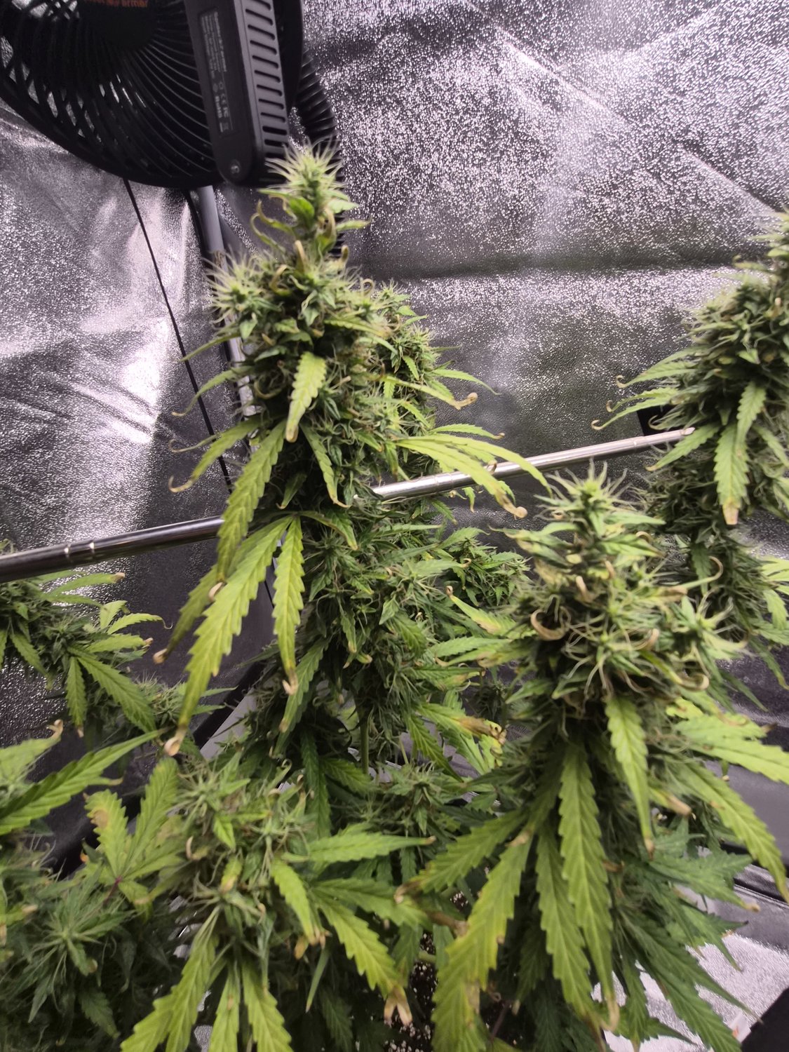 Sundae Driver plant photo