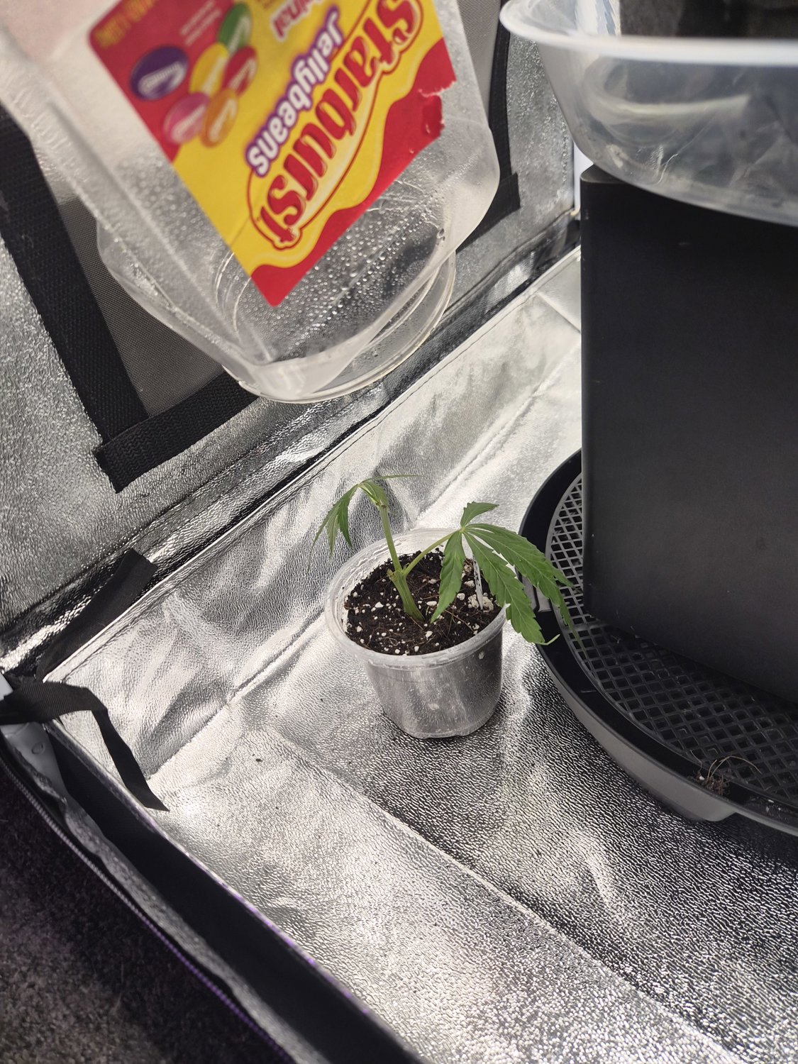 Wurlz F1 Hybrid  plant image