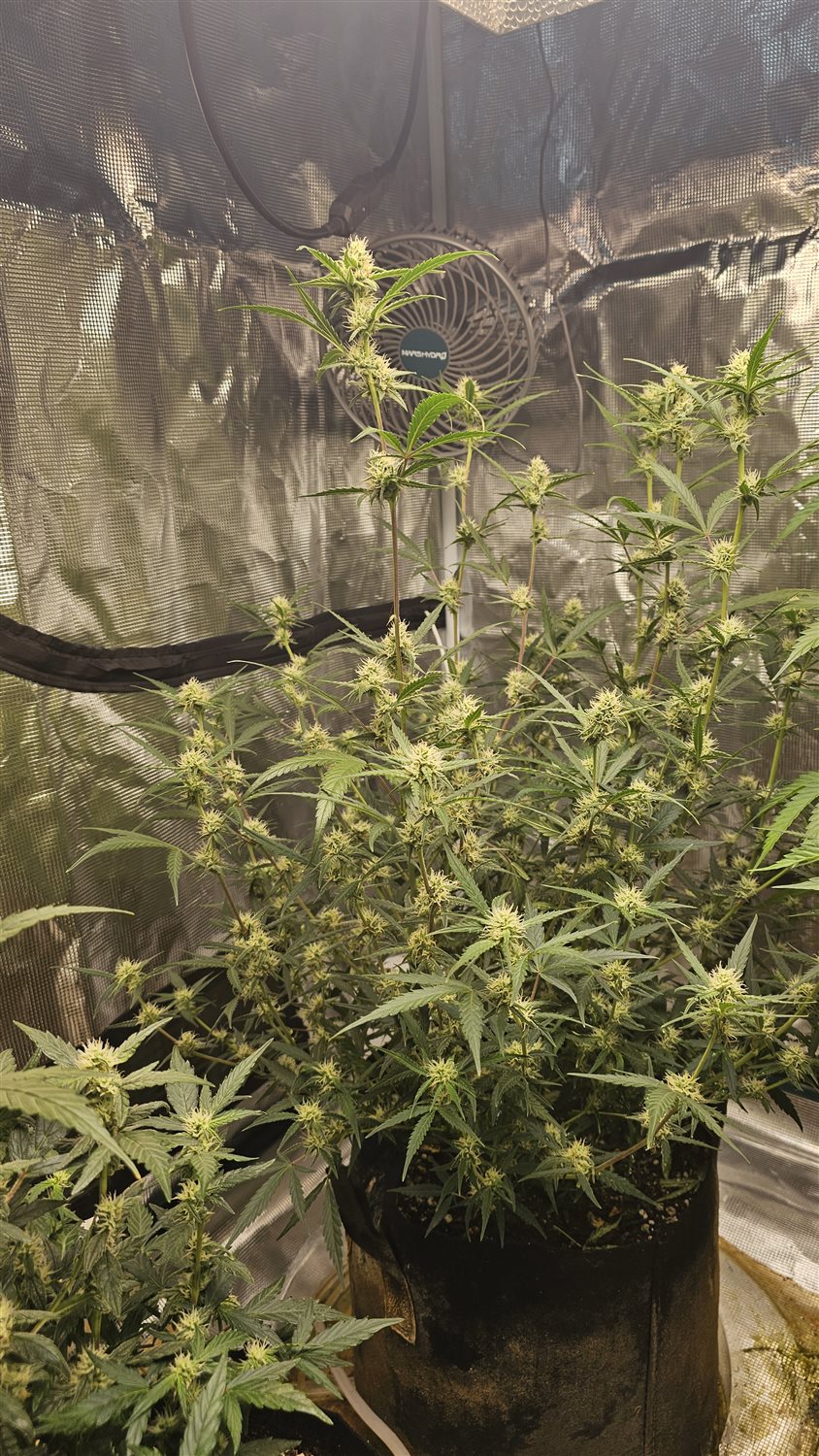 Featured Plant Image